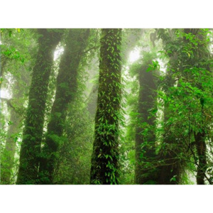 MR.PERSWALL - Destinations - Rainforest - P111701-8