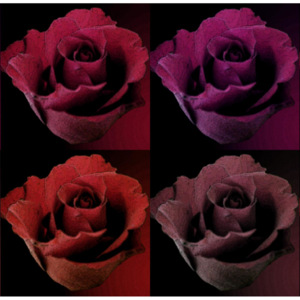 MR.PERSWALL - Renaissance - Ruža v rôznych farbách -2212