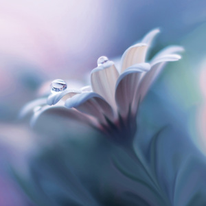 Sklenený obraz Eurographics - Fairytale Flower 20x20cm