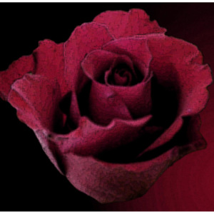 MR.PERSWALL - Renaissance - Červená ruža -2213