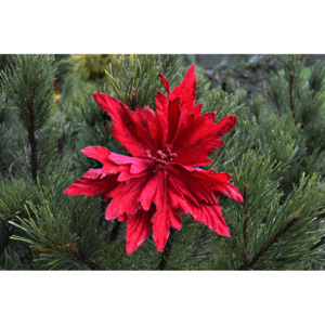 Vianočné ozdoby - Červený kvet 1