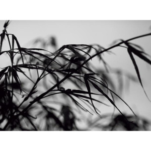 MR.PERSWALL - Fototapeta - Steblá trávy - DM313-1
