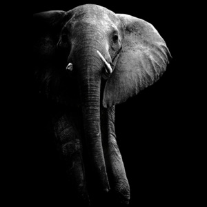 Umelecká fotografia Elephant!, WildPhotoArt