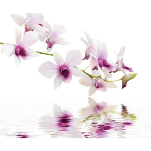 Sklenená kuchynská tabuľa - Orchid Reflections 60x50cm
