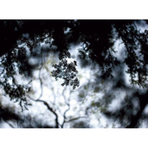 MR.PERSWALL - A - PHOTO - Ihličnatý strom v tieni - DM316-2