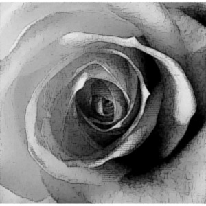 MR.PERSWALL - Renaissance - Čiernobiela ruža -2233