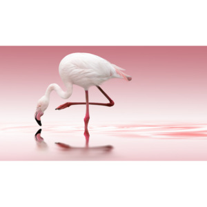 Umelecká fotografia Flamingo, Doris Reindl