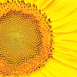 Obrúsky paw l 33x33cm sunflower