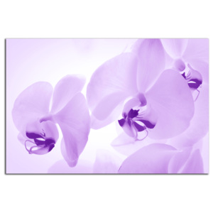 Fialové orchidey C4055AO