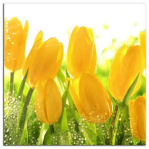 Žlté tulipány C3041AS