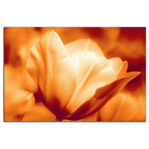 Oranžový tulipán C3284AO