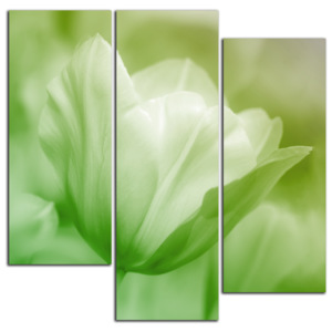 Zelený tulipán C5252DS