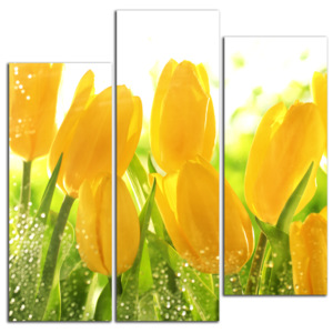 Žlté tulipány C3041DS