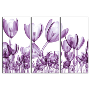 Fialové tulipány C4328BO