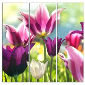 Fialové tulipány C1092BS