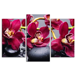 Bordové orchidey C4090CO