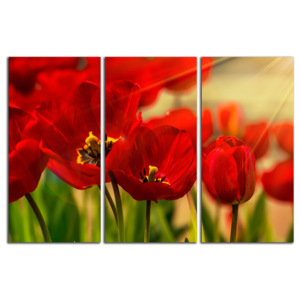Červené tulipány C1066BO