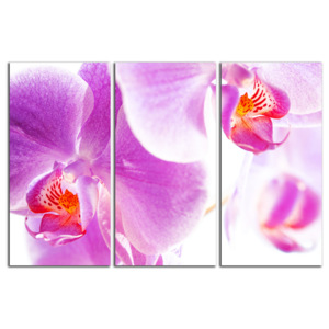 Orchidey C4042BO