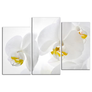 Biele orchidey C3132DO