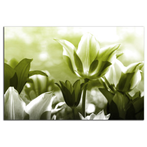 Zelené tulipány C5312AO