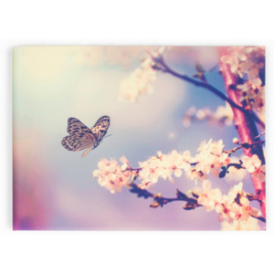 Obraz Graham & Brown Butterfly, 70 × 50 cm