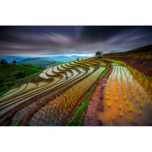Umelecká fotografia Unseen Rice Field, Tetra