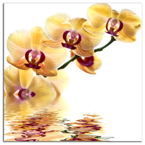 Orchidea C3038AS
