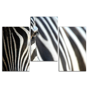 Zebra C2136DO