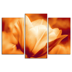 Oranžový tulipán C3284CO