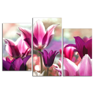 Fialové tulipány C4128DO