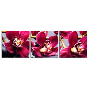Bordové orchidey C4038DP