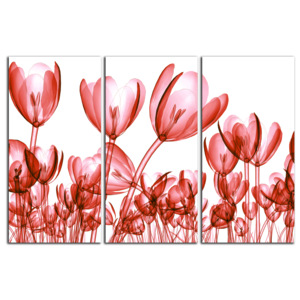Červené tulipány C4296BO