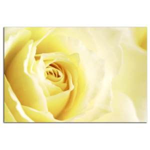 Žltá ruža C3148AO
