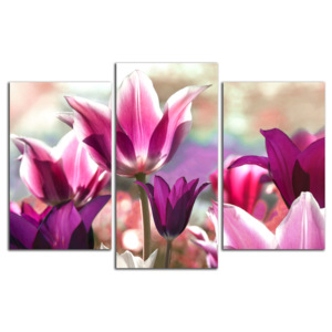 Fialové tulipány C4128CO