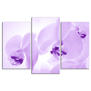 Fialové orchidey C4055CO