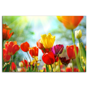 Farebné tulipány C1064AO