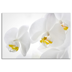 Biele orchidey C3132AO