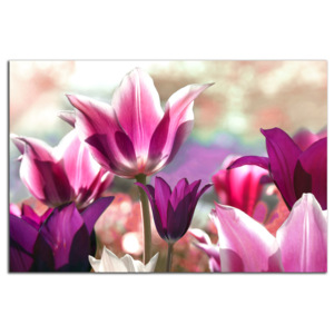 Fialové tulipány C4128AO
