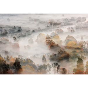 Fototapeta, Tapeta Autumn Colours In The Fog, (104 x 70.5 cm)