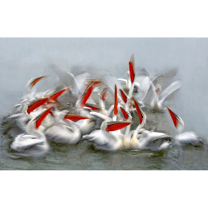 Umelecká fotografia Pelicans in motion blur, Xavier Ortega