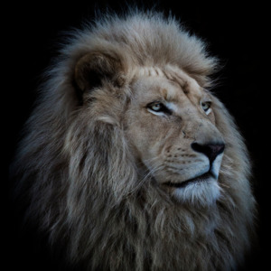 Umelecká fotografia Proud Lion, Louise Wolbers