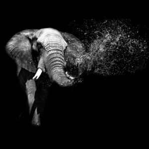 Fototapeta, Tapeta Black And White Elephant, (211 x 91 cm)