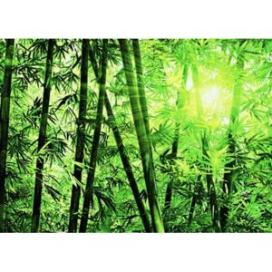 Fototapety, rozmer 366 x 254 cm, Bamboo Forest, W+G 123