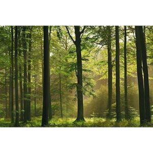 Fototapety, rozmer 366 x 254 cm, Autumn Forest, W+G 216