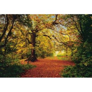Fototapety, rozmer 388 x 270 cm, Autumn Forest, Komar 8-068