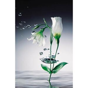 Fototapety, rozmer 115 x 175 cm, Crystal Flower, W+G 673