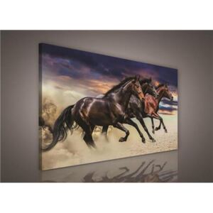 Obraz na plátne, rozmer 75 x 100 cm, kôň, IMPOL TRADE PP496O1