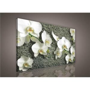 Obraz na plátne, rozmer 75 x 100 cm, orchidea, IMPOL TRADE PP413O1