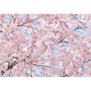 Fototapety, rozmer 366 x 254 cm, Pink Blossoms, W+G 00155