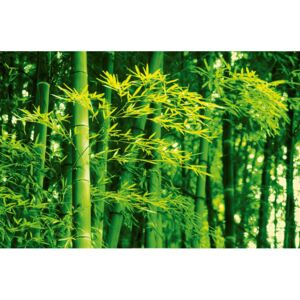 Fototapeta, Tapeta DAVE BRÜLLMANN - bamboo in spring, (175 x 115 cm)